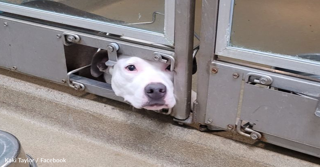 Sad Pit Bull Watches From Shelter As One Dog After Another Gets Adopted