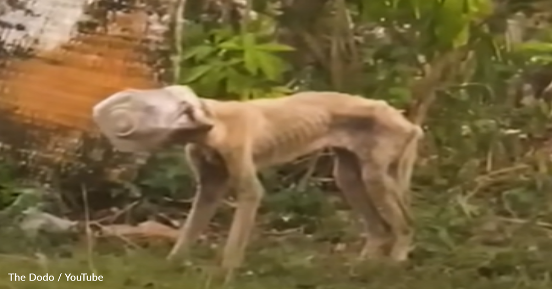 Stray Dog With Jar Stuck On Her Head Finally Learns What It's Like To Feel Loved