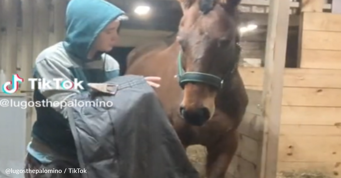 Gentle Rescuer Works With Horse Suffering From "Blanket Trauma"