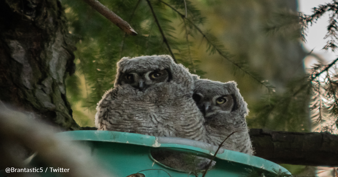 Great Horned Owls Are Taking Over Laundry Baskets As Nests