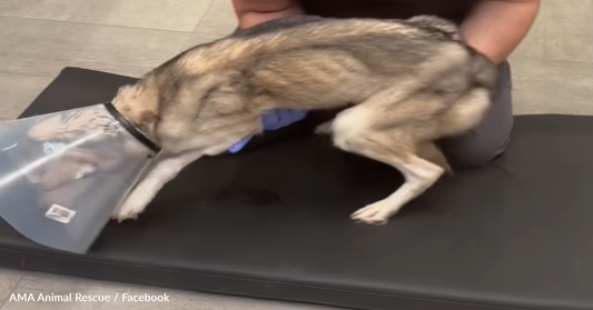 Police Find A Starving Husky Dumped In A Garbage Bag And Left To Die