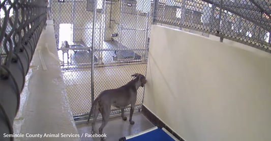 Sweet Rescue Dog Waits An Entire Year To Find A Forever Home