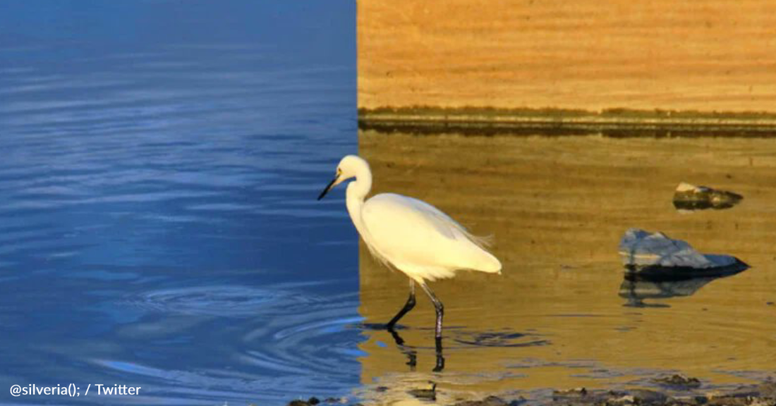 Photographer Captures Rare Bird Photo That Doubles As An Optical Illusion