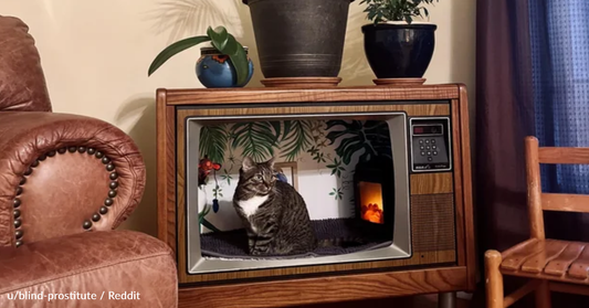 Artist Transforms Old TV Into A Tiny Cat Apartment