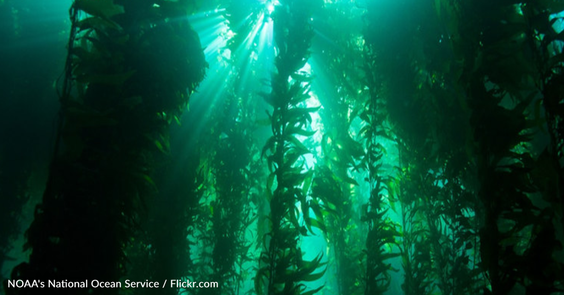 Study Finds Kelp Forests Absorb 5 Million Tons Of Carbon Dioxide Every Year