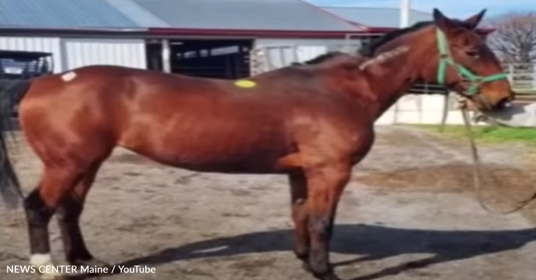 Woman Saves Retired Racehorse From Being Shipped To The Slaughter House