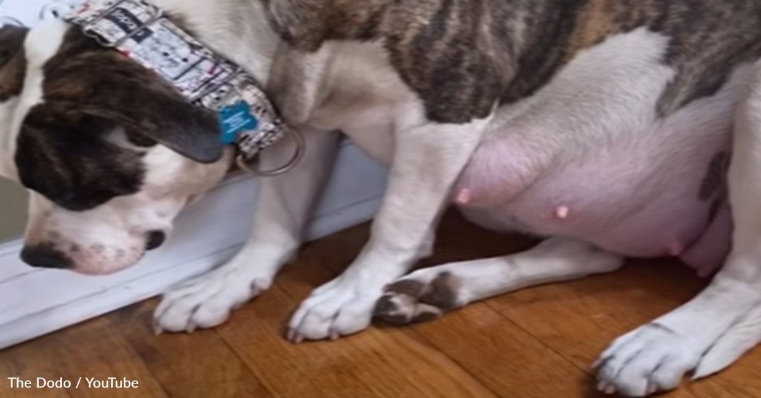 Pregnant Rescue Pittie Can't Even Look Her Foster Mom In The Eye