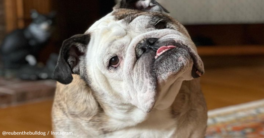 Watch Bulldog's Cheeky Reaction To Seeing His Owner Napping On The Couch