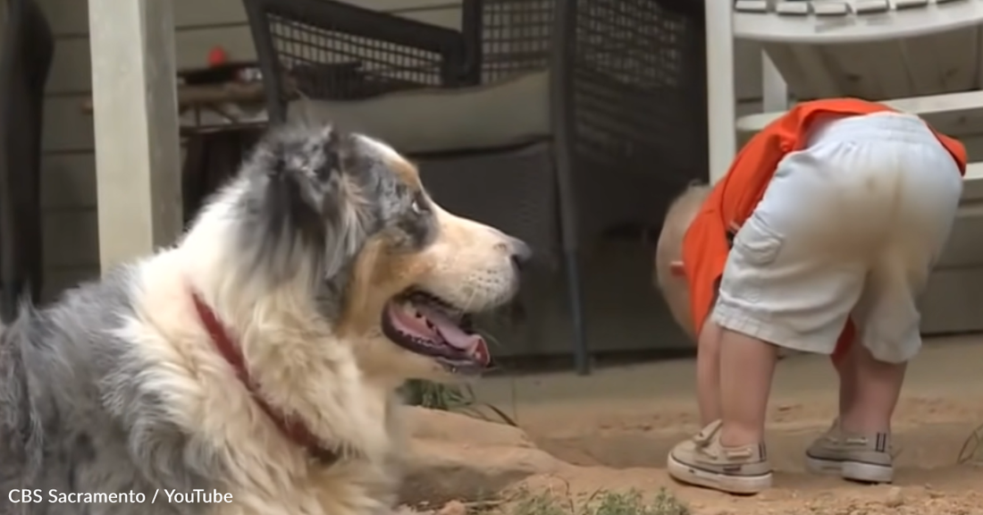 Loyal Dog Saves Toddler From Deadly Copperhead Snake