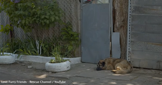 Dog Kicked Out For Being "Too Nice" Waits Outside His Owner's Home