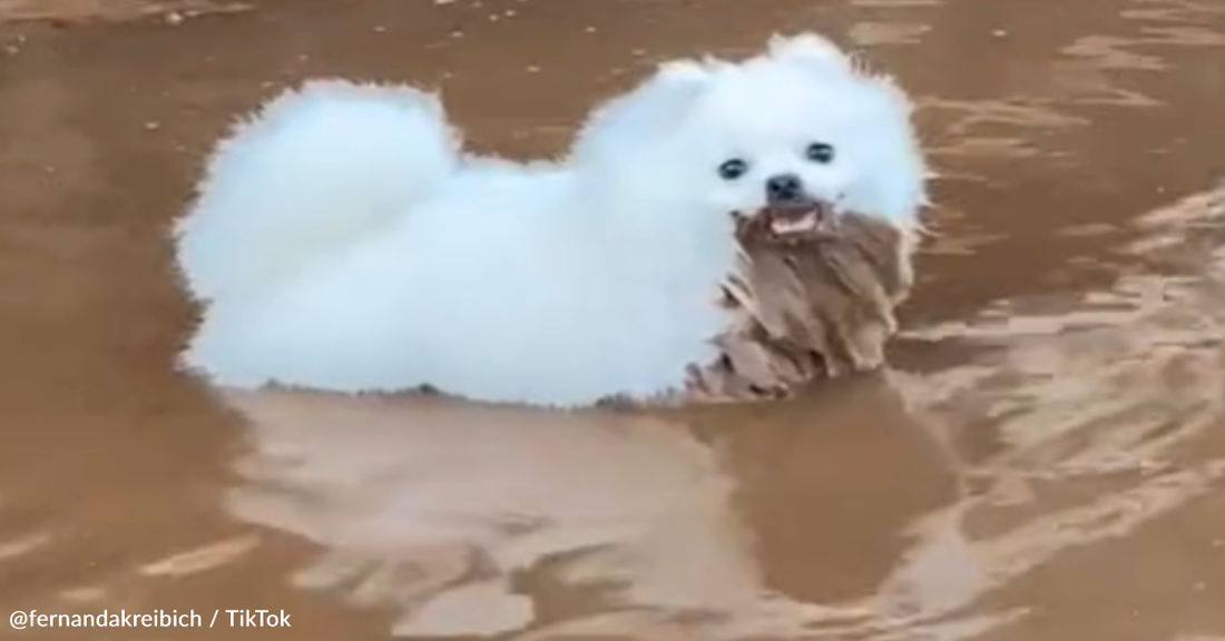 Adorable Pup Goes From Freshly Groomed To Mud Puddle Dirty