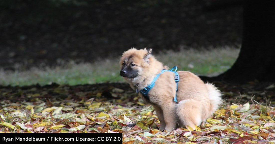 Homeowner Fined Over $800 For Leaving Dog Poop In His Backyard