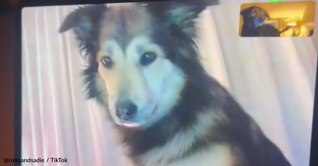 Two Doggy BFFs Video Chat With Each Other After One Moves To A New City