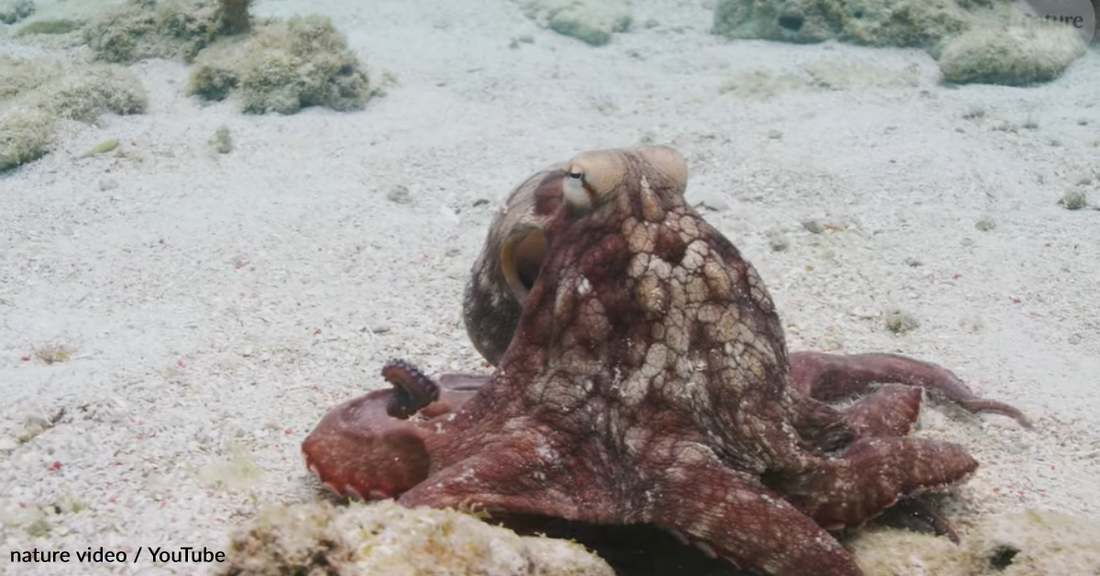 Researchers Find Octopuses Can Use Their Arms To Detect Taste