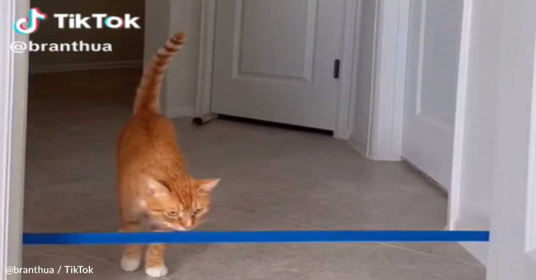 Orange Tabby Cat Dominates The "Cat Tape Challenge" On TikTok