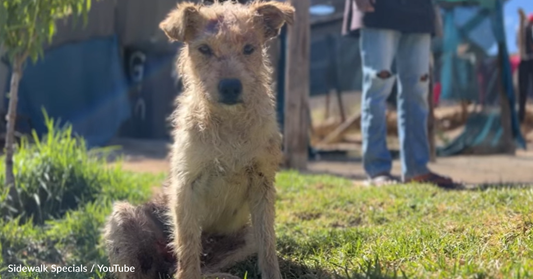 Dog Survives Animal Attack And Spends Weeks In Recovery But He's Finally Going Home