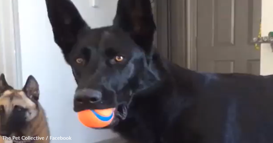 Confused German Shepherd Reacts To A Crying Baby