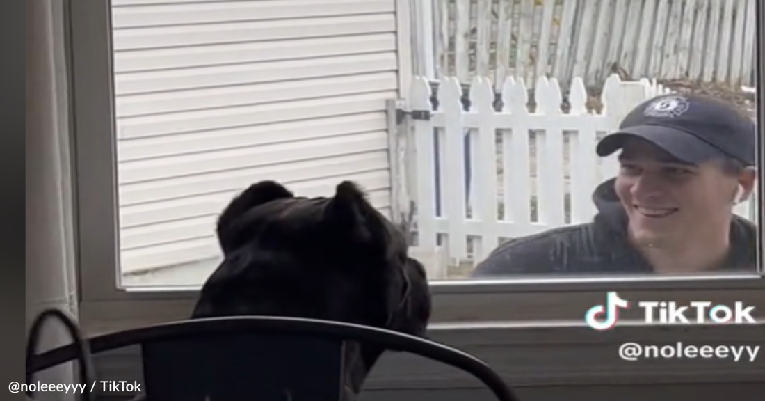 Goofy Pup Plays "Peek-A-Boo" With Dad