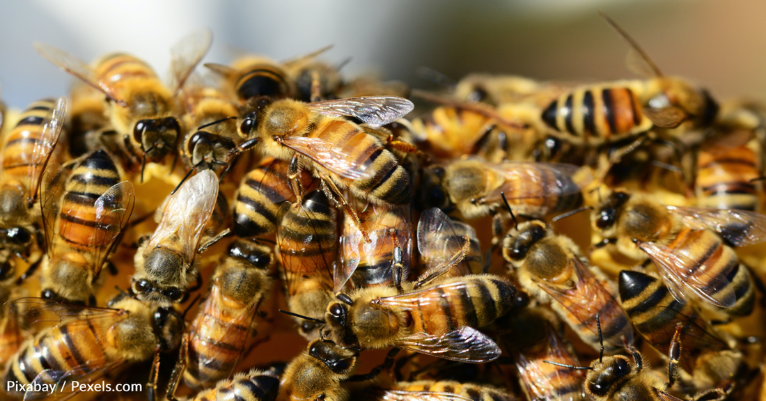 Scientists Discover Honey Bees "Whoop" When They Bump Into Each Other