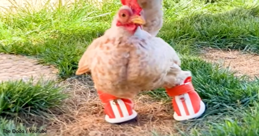 Disabled Chicken Learns To Walk Using Boots