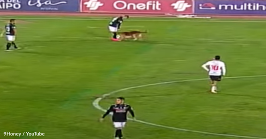 Playful Dog Interrupts Intense Chile Soccer Match