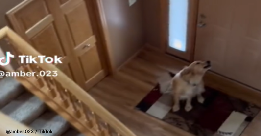 Dramatic Golden Retriever Doesn't Realize Mom Is Watching