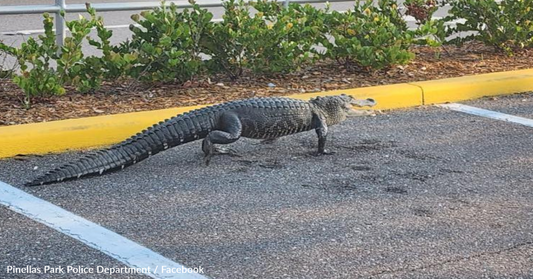 Hungry Alligator Stops By Florida Publix For A 'Pub Sub'