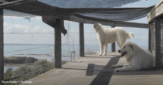 Meet The Big Dogs Guarding Australia's Vulnerable Penguins