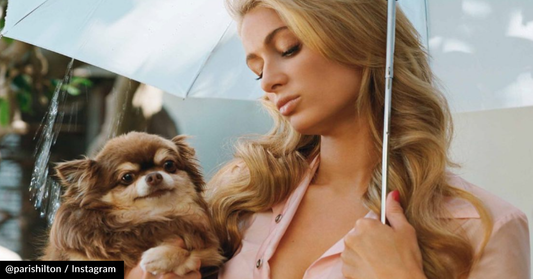 Paris Hilton Says Goodbye To Her Chihuahua Of 23 Years