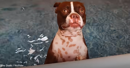 Dad Builds Water-Loving Dog An Indoor Pool So He Can Swim Year-Round