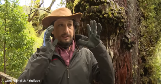 Scientists Determine Chile's "Great-Grandfather" Cypress Tree Is The Oldest In The World