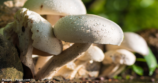 Scientists Discover Mushrooms Communicate With Each Other After Rain