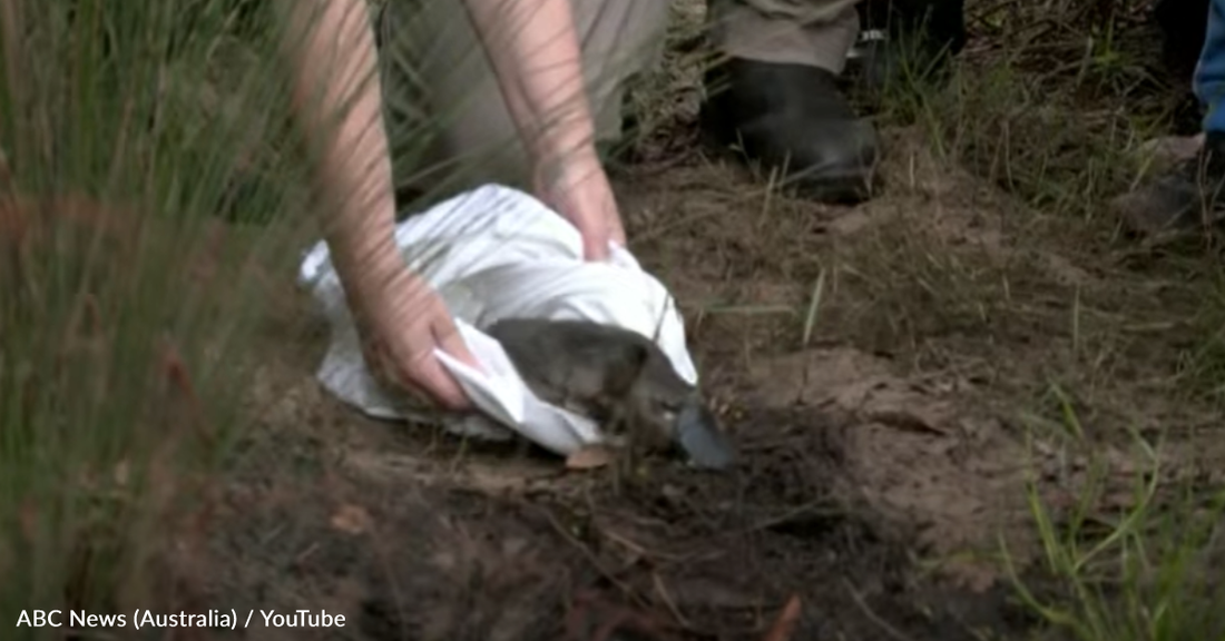 Platypuses Were Reintroduced To The Royal National Park In Sydney For The First Time In Five Decades