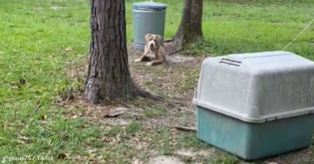 Couple Buys House And Adopts Dog The Owners Left In The Yard