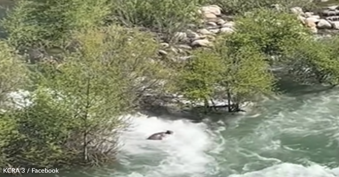 Bear Gets Swept Downstream While Crossing Raging River In California