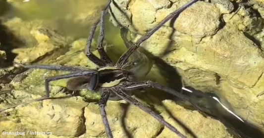 Video Captures The Moment A Spider Catches A Fish And Eats It