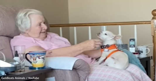 Heartbroken 100-Year-Old Woman Who Lost Her Dog Adopts Senior Chihuahua That Needs A Home