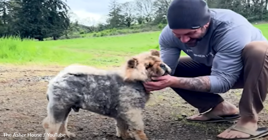 Dog Rescuer Meets A Stray Mini Chow Chow And Changes Her Life Forever