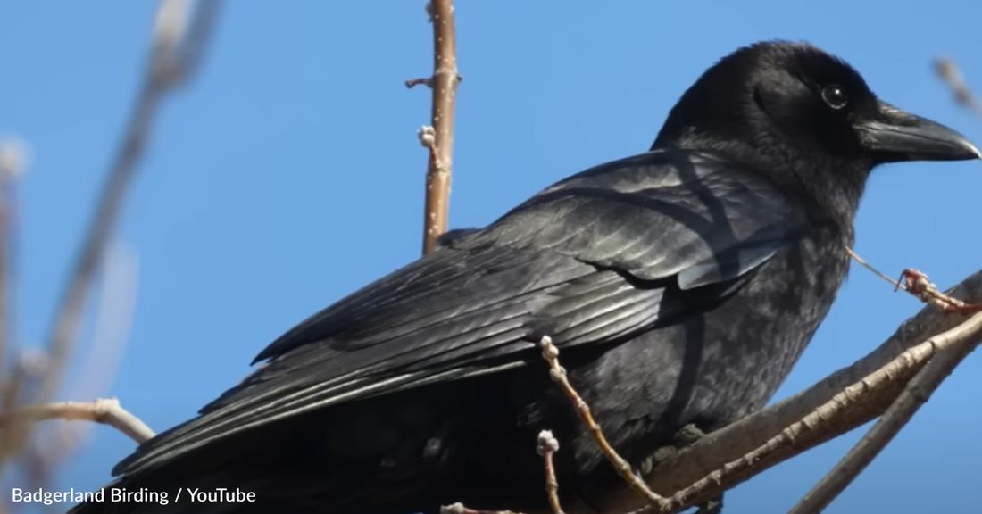 Birdwatcher Shares How To Recognize The Calls Of 25 Backyard Birds