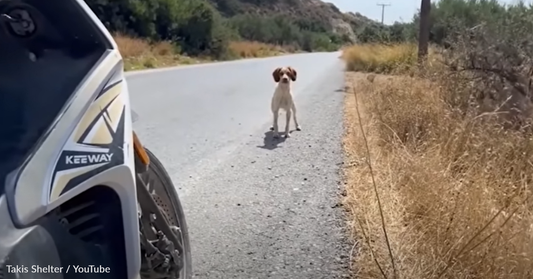 Abandoned Hunting Dog Is Terrified Of People Until He Meets A Kind Stranger Who Changes Everything