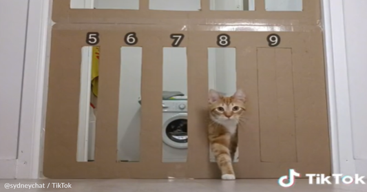 Athletic Kitty Navigates Challenging Obstacles Without A Second Thought