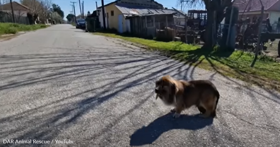 Stray Dog Wanders The Streets With Deadly Mass On Her Belly Until Someone Finally Cares