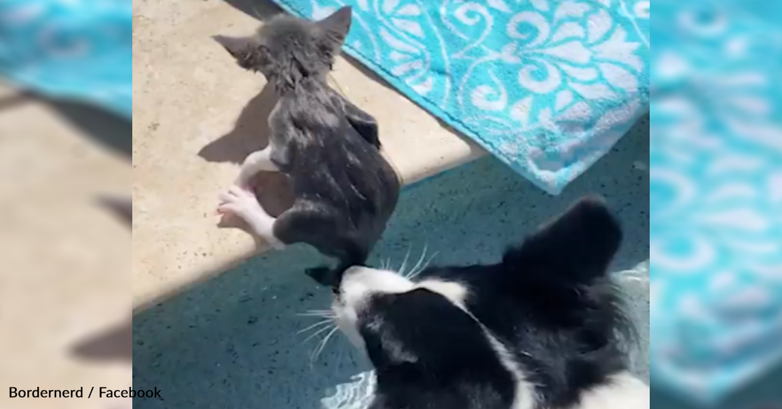 Protective Border Collie Plays "Lifeguard" When Kittens Go For A Swim