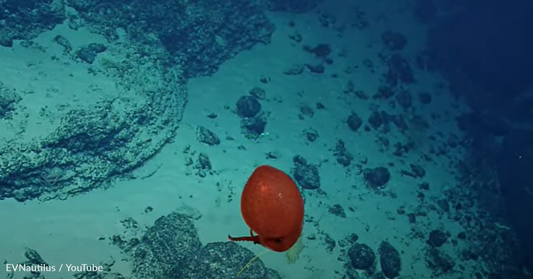 ROV Footage Captures Rare Red Balloon-Like Octopus Swimming Deep In The Pacific