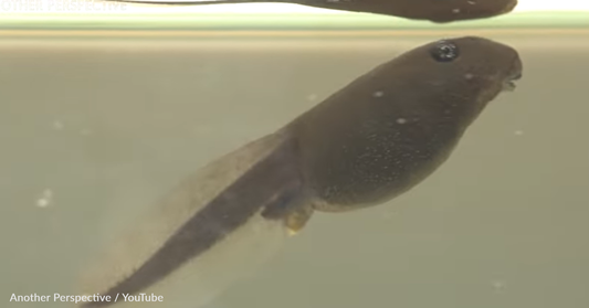 Macro Photographer Captures Tiny Tadpole Growing Into A Frog