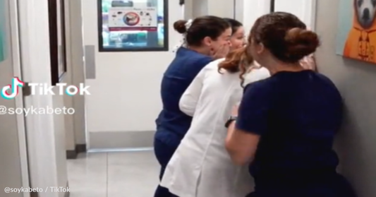 Handsome Patient Distracts Staff At Veterinary Clinic