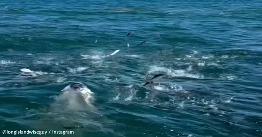 Breaching Humpback Whale Almost Crashes A Boat Off Long Beach