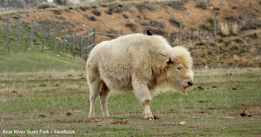 Wyoming State Park Welcomes The Birth Of A Rare White Bison Calf