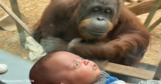 Orangutan At Louisville Zoo Loves Seeing Visitors' Little Babies