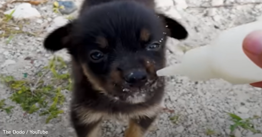 Student Returns Home From Studying Abroad With An Adorable Rescue Puppy She Found At The Beach